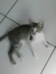 bolacha