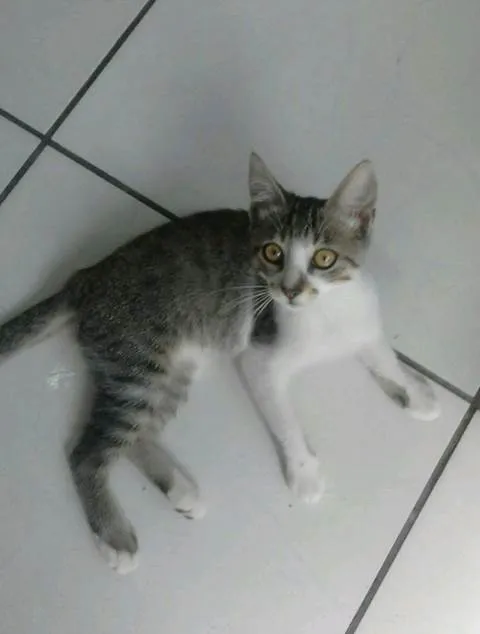 Gato raça  idade 2 a 6 meses nome bolacha