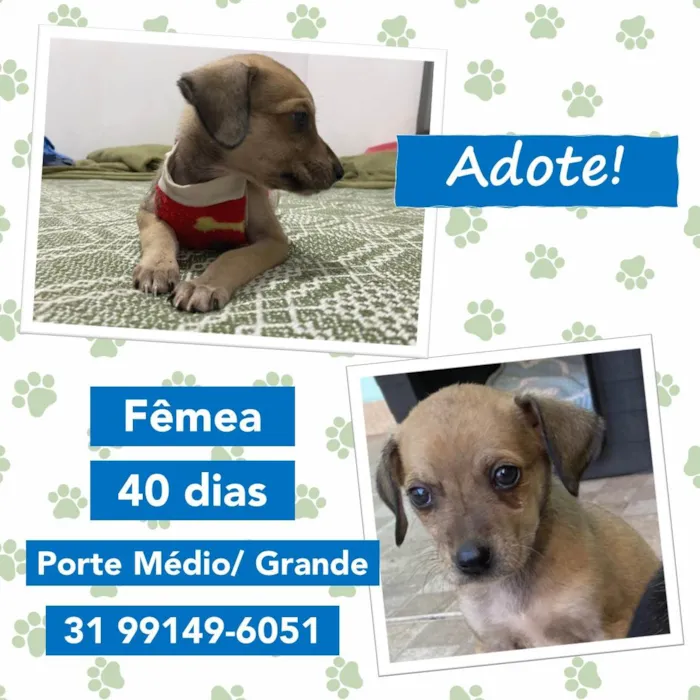Cachorro raça SRD idade Abaixo de 2 meses nome Nala