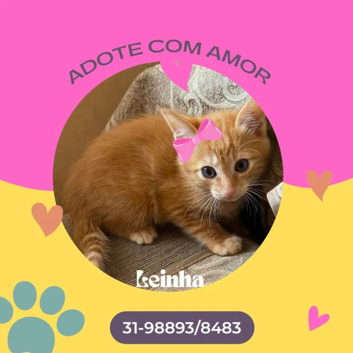 Gato raça SRD idade Abaixo de 2 meses nome Leinha
