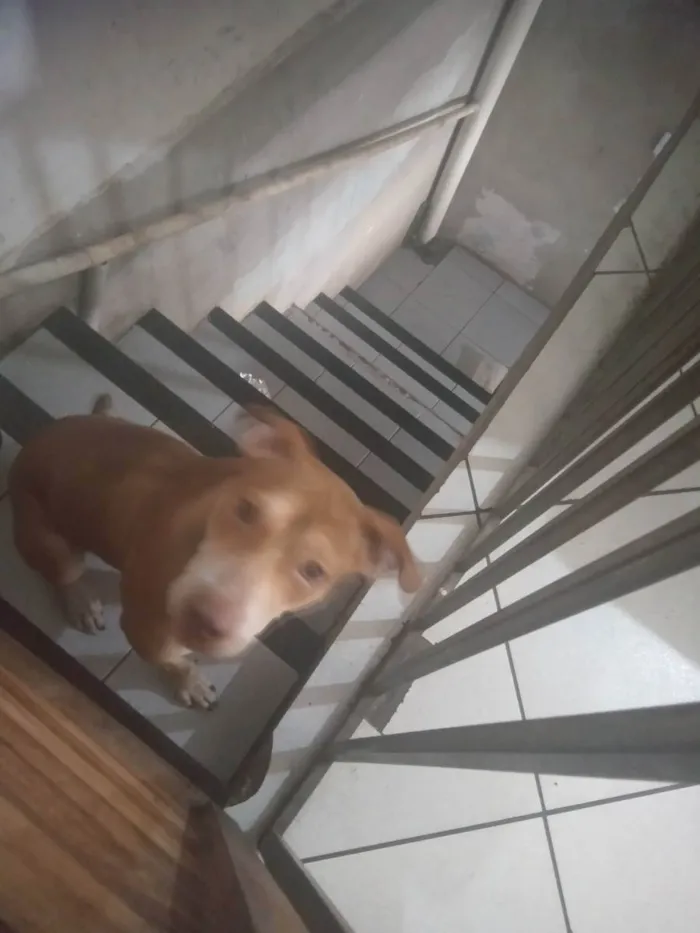 Cachorro ra a Pitbull  idade 1 ano nome Megue 