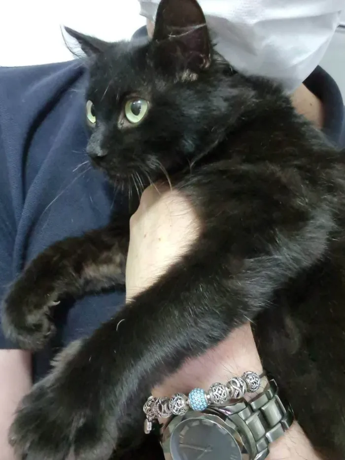 Gato ra a Felino SRD idade 2 a 6 meses nome Minie