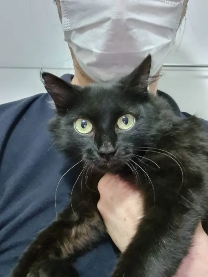 Gato ra a Felino SRD idade 2 a 6 meses nome Minie