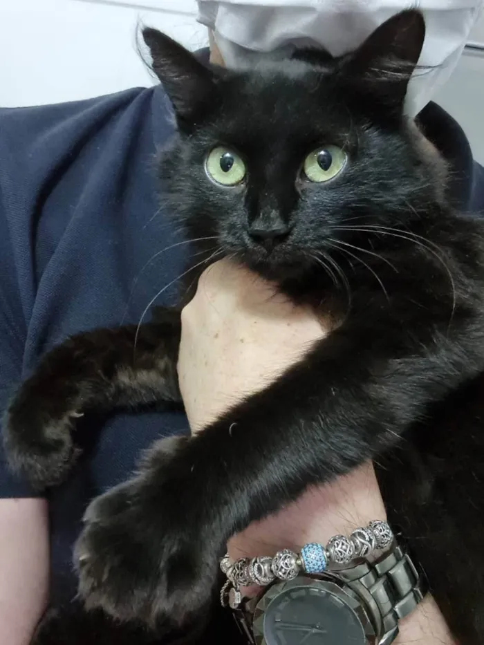 Gato ra a Felino SRD idade 2 a 6 meses nome Minie
