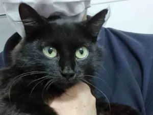 Gato raça Felino SRD idade 2 a 6 meses nome Minie