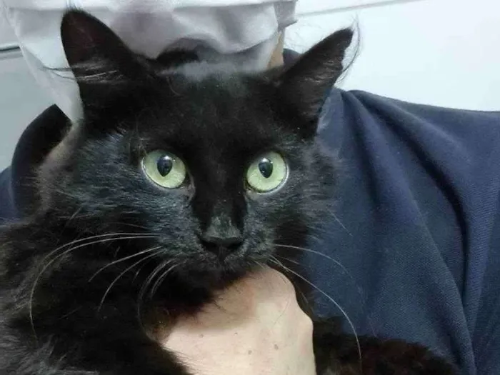 Gato ra a Felino SRD idade 2 a 6 meses nome Minie