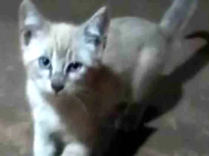 Gato ra a Felino SRD idade 2 a 6 meses nome Princesa