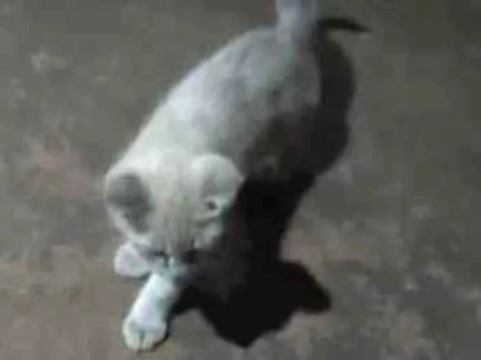 Gato ra a Felino SRD idade 2 a 6 meses nome Princesa