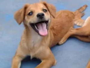 Cachorro raça Sem raça definitiva  idade 3 anos nome Loren