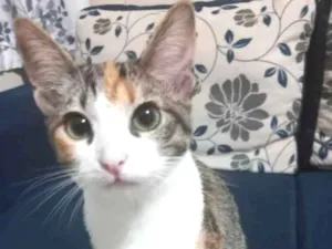 Gato raça Sem raça definitiva  idade 2 a 6 meses nome Puma e sol
