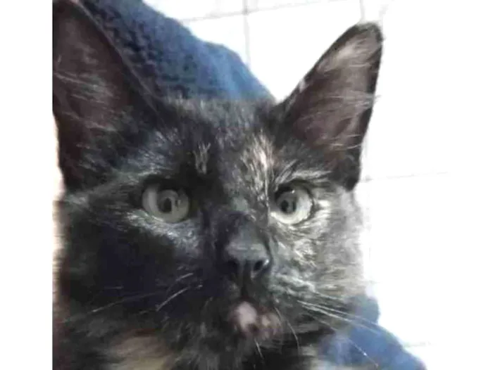 Gato ra a Sem raça definitiva  idade 2 a 6 meses nome Puma e sol