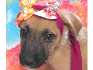 Cachorro raça Mestiço  idade 2 a 6 meses nome Júlia 