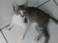 bolacha