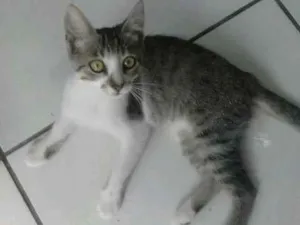 Gato raça  idade 2 a 6 meses nome bolacha