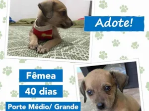 Cachorro raça SRD idade Abaixo de 2 meses nome Nala