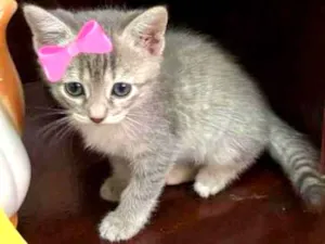 Gato raça SRD idade Abaixo de 2 meses nome Lua