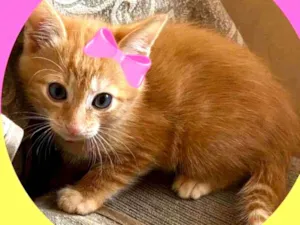 Gato raça SRD idade Abaixo de 2 meses nome Leinha