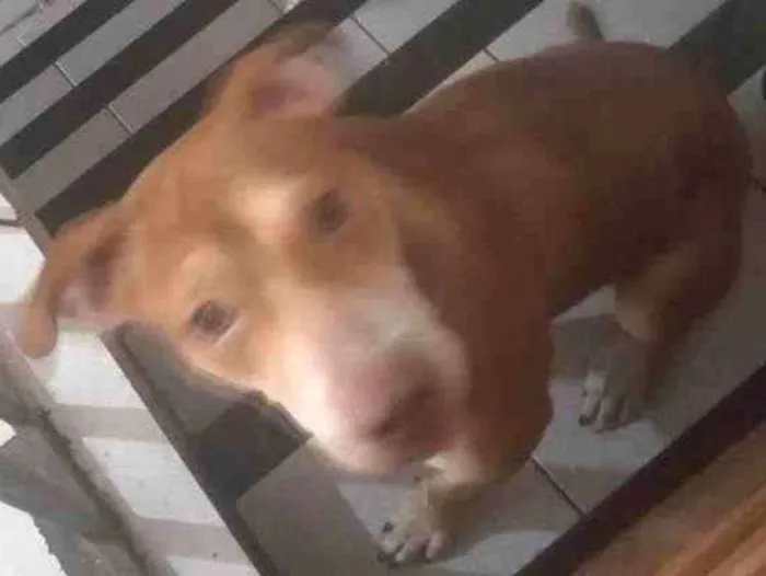 Cachorro ra a Pitbull  idade 1 ano nome Megue 