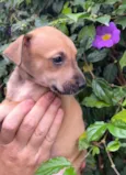 Cachorro raça SRD  idade Abaixo de 2 meses nome Sem Nome