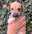 Cachorro raça SRD  idade Abaixo de 2 meses nome Sem Nome