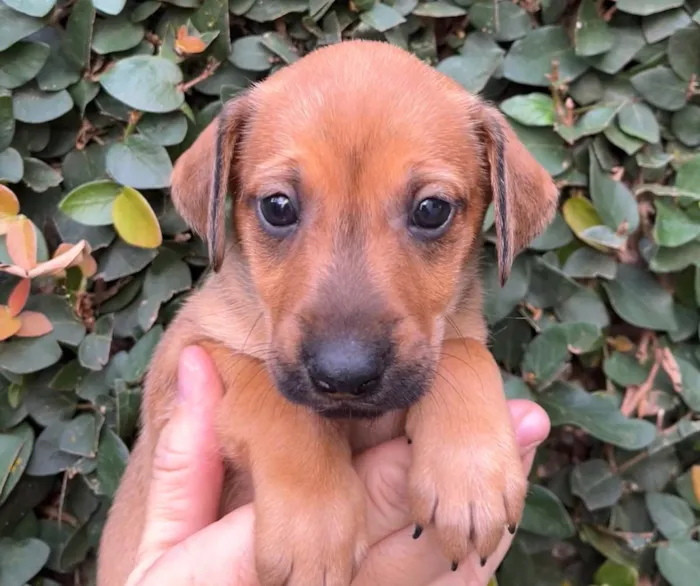 Cachorro raça SRD  idade Abaixo de 2 meses nome Sem Nome