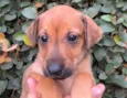 Cachorro raça SRD  idade Abaixo de 2 meses nome Sem Nome