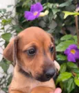 Cachorro raça SRD  idade Abaixo de 2 meses nome Sem Nome