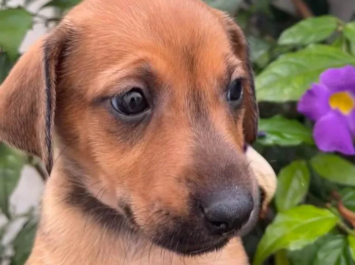 Cachorro raça SRD  idade Abaixo de 2 meses nome Sem Nome