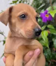 Cachorro raça SRD  idade Abaixo de 2 meses nome Sem Nome