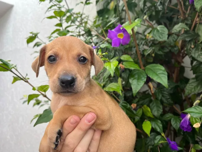 Cachorro raça SRD  idade Abaixo de 2 meses nome Sem Nome