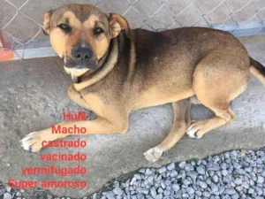 Cachorro raça SRD idade  nome HULK