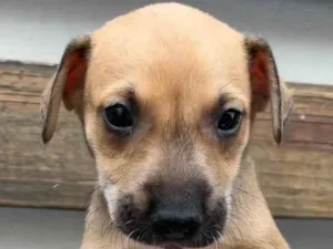 Cachorro raça SRD  idade Abaixo de 2 meses nome Sem Nome