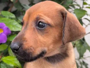 Cachorro raça SRD  idade Abaixo de 2 meses nome Sem Nome
