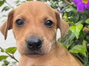 Cachorro raça SRD  idade Abaixo de 2 meses nome Sem Nome