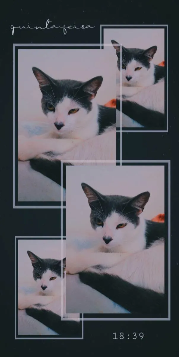 Gato ra a Não tem idade 7 a 11 meses nome Não tem