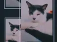 Não tem