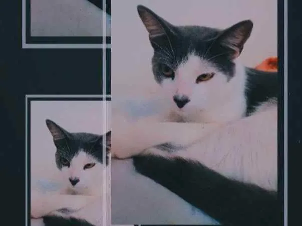 Gato ra a Não tem idade 7 a 11 meses nome Não tem