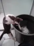 Não tem