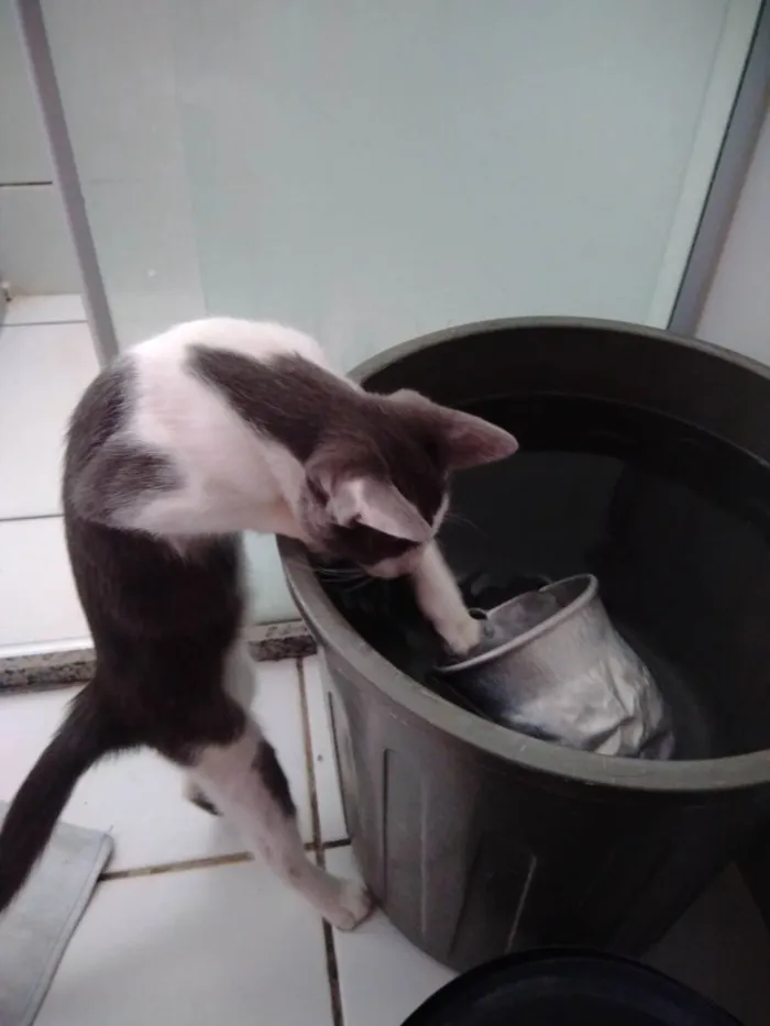 Gato ra a Não tem idade 7 a 11 meses nome Não tem