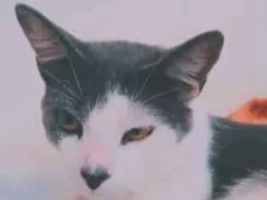 Gato raça Não tem idade 7 a 11 meses nome Não tem
