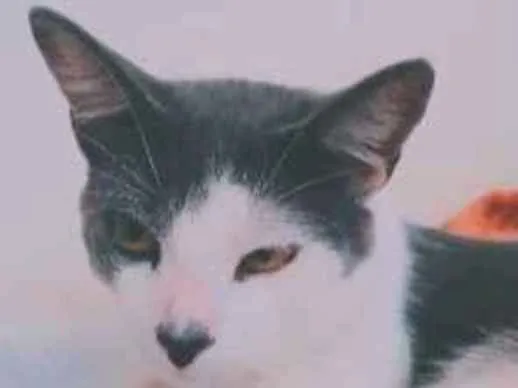 Gato ra a Não tem idade 7 a 11 meses nome Não tem