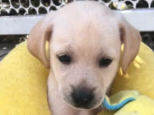 Cachorro raça SRD  idade Abaixo de 2 meses nome Sem Nome