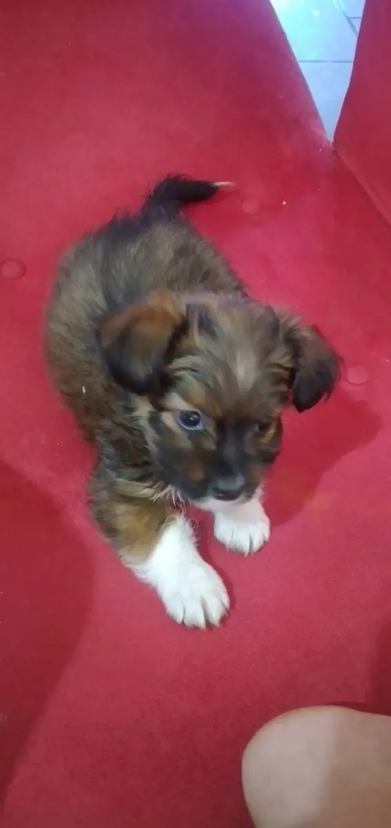 Cachorro ra a  idade Abaixo de 2 meses nome Mel