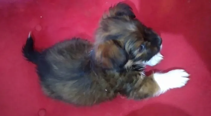 Cachorro ra a  idade Abaixo de 2 meses nome Mel