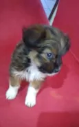 Mel