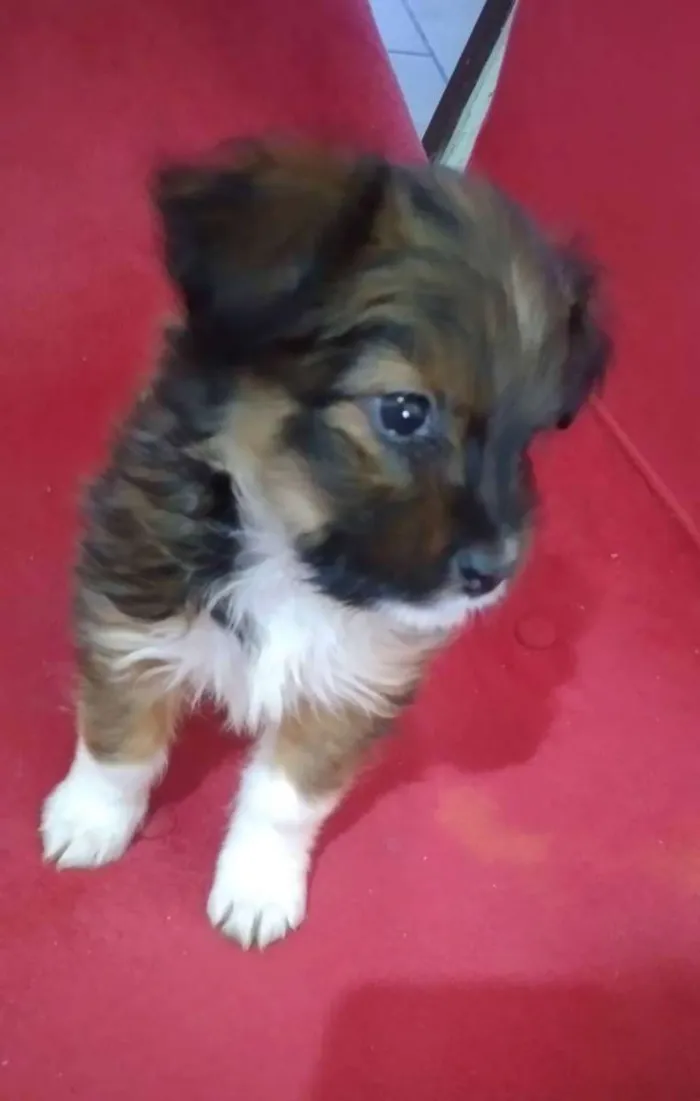 Cachorro ra a  idade Abaixo de 2 meses nome Mel