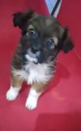 Mel