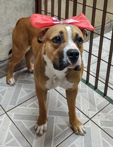 Cachorro ra a American Bully idade 7 a 11 meses nome Quinha