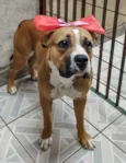 Quinha