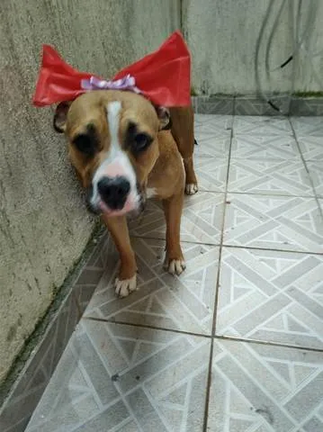 Cachorro ra a American Bully idade 7 a 11 meses nome Quinha